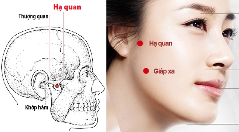 Huyệt Hạ Quan cùng những công dụng trị bệnh 1