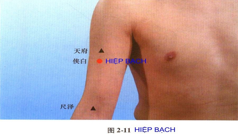Huyệt Hiệp Bạch - Huyệt vị quan trọng giải quyết nhiều bệnh