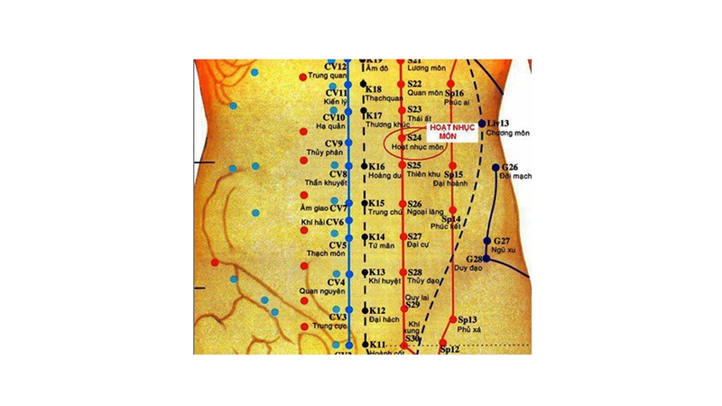 Huyệt Hoạt Nhục Môn và những tác dụng trong điều trị bệnh