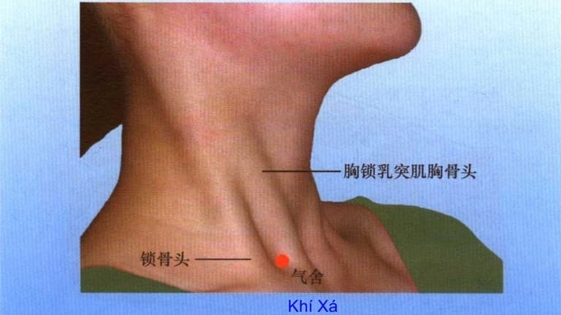 Huyệt Khí Xá là gì? Huyệt Khí Xá có tác dụng gì?