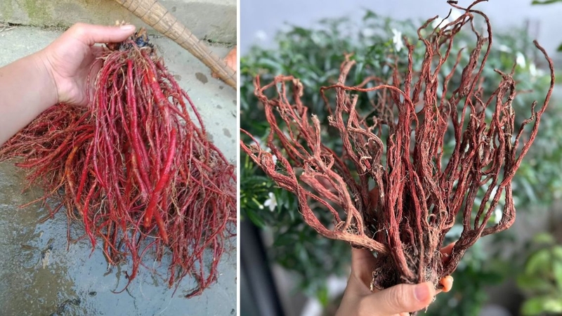Huyết sâm chứa nhiều hoạt chất sinh học có tiềm năng hỗ trợ sức khỏe