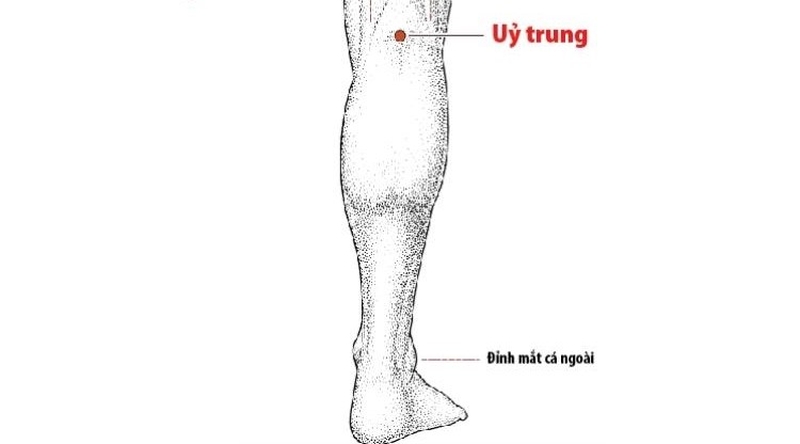 Huyệt Ủy Trung là huyệt vị có thể kết hợp điều trị chung với nhiều huyệt vị khác