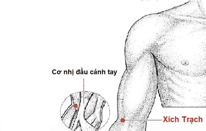 Huyệt Xích Trạch – vị trí, tác dụng chữa bệnh và những lưu ý liên quan1