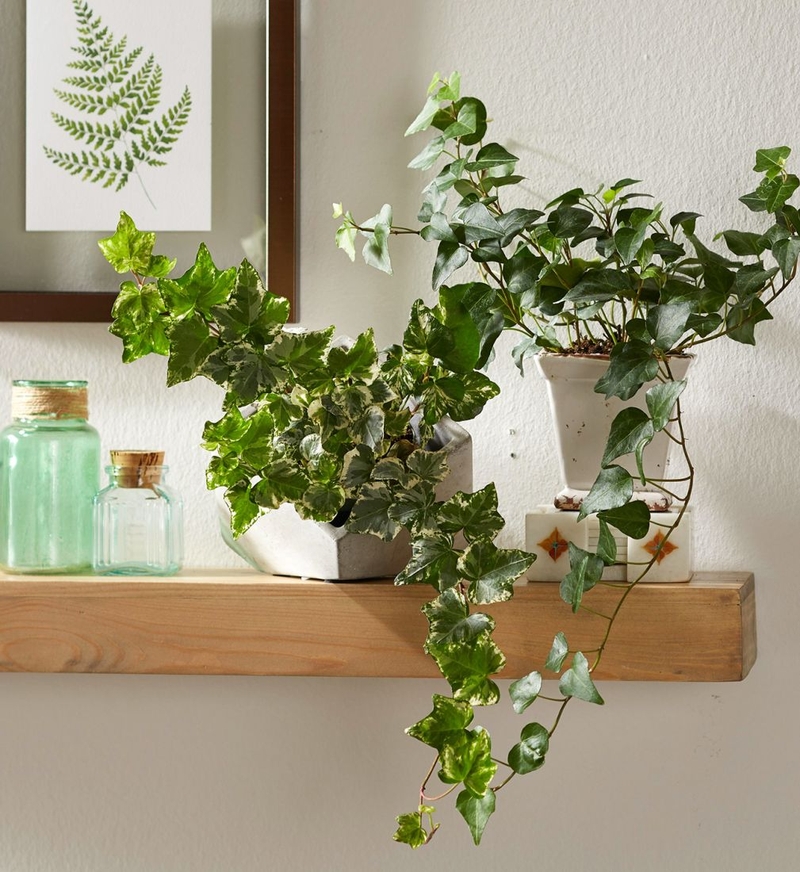 Công dụng của cao lá thường xuân 3