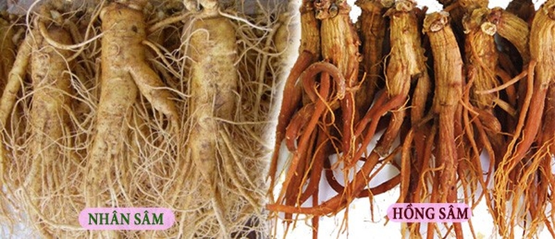 Hồng sâm và nhân sâm khác nhau thế nào? 1