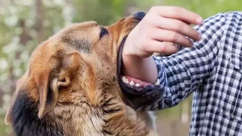 bi-cho-nha-can-co-can-chich-ngua-khong-huong-dan-xu-ly-kip-thoi 2