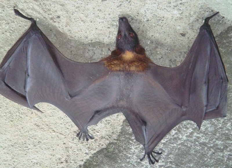 nhung-thuc-pham-khong-nen-an-de-bao-ve-suc-khoe-trong-mua-covid-19