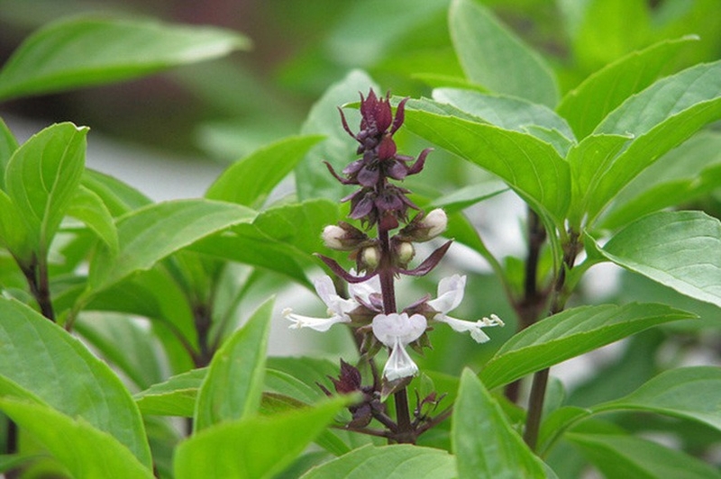 Ít ai biết rằng tác hại của rau húng quế nếu ăn không đúng cách 2