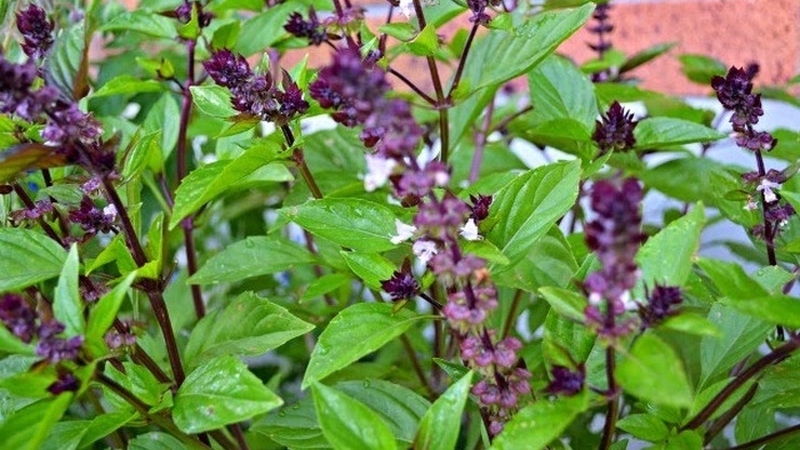 Ít ai biết rằng tác hại của rau húng quế nếu ăn không đúng cách 2