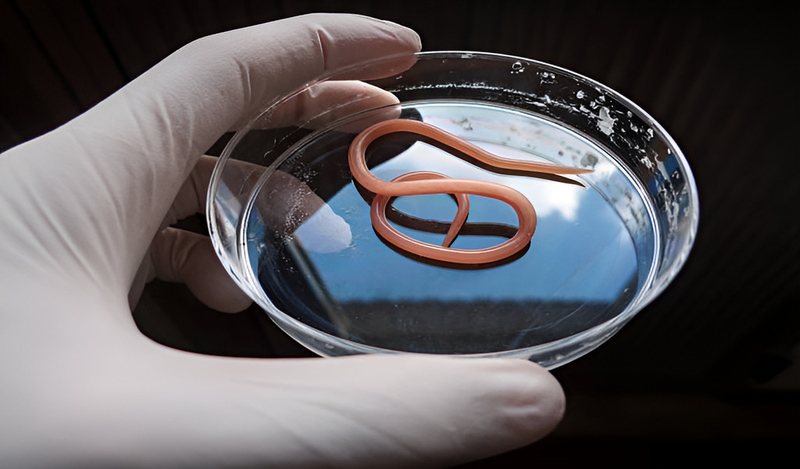 Ivermectin là thuốc gì? Công dụng và lưu ý khi sử dụng thuốc 2