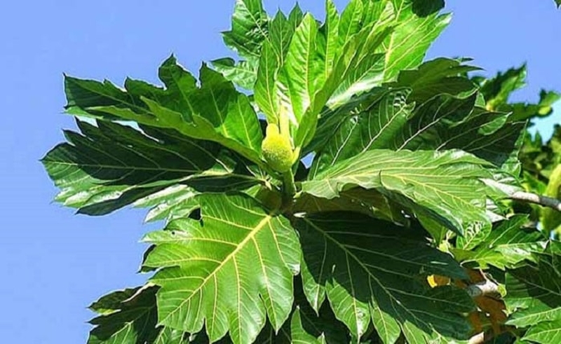 la-sa-ke-co-ho-tro-dieu-tri-benh-tieu-duong-khong-1