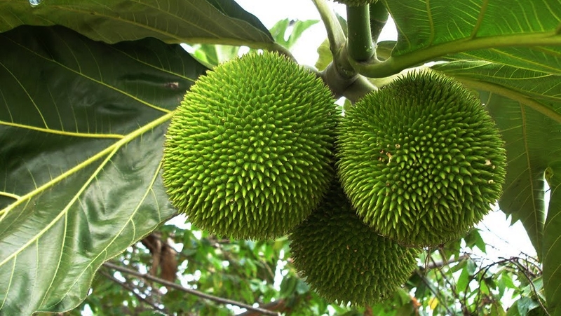 la-sa-ke-co-ho-tro-dieu-tri-benh-tieu-duong-khong-2