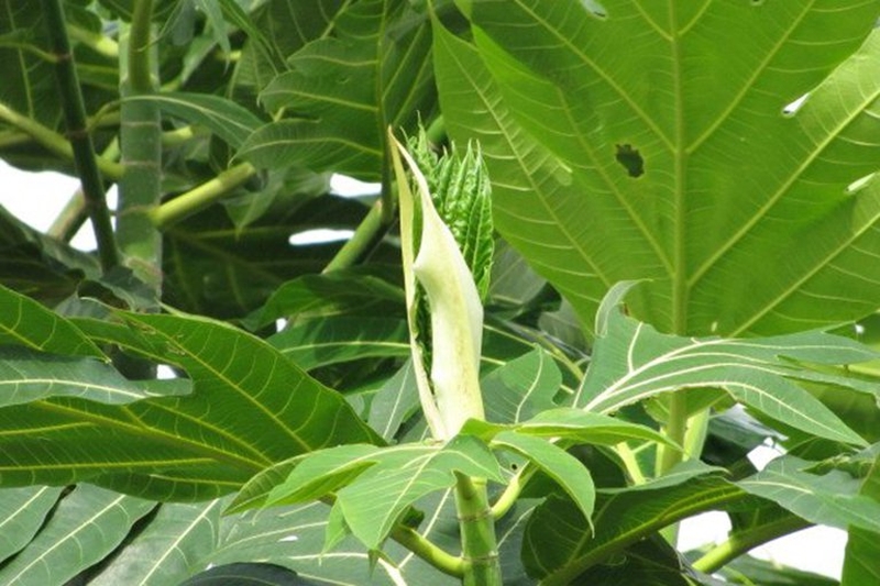 la-sa-ke-co-ho-tro-dieu-tri-benh-tieu-duong-khong-3