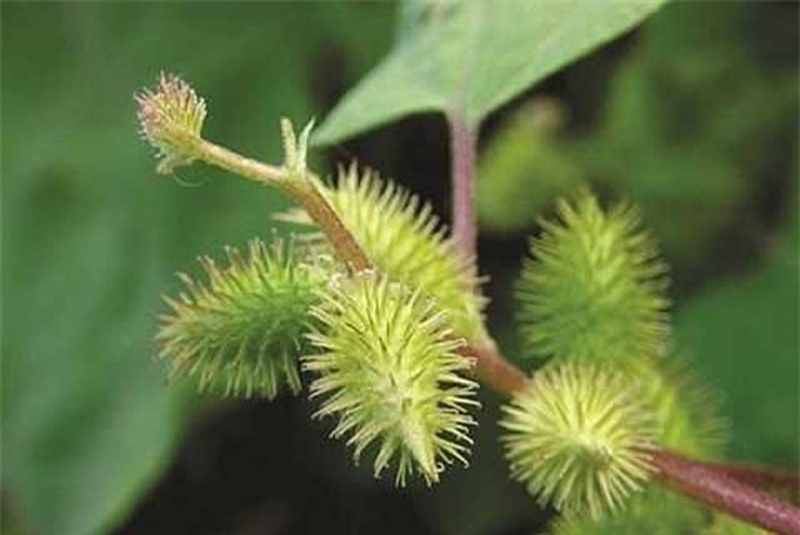 Ké đầu ngựa chữa viêm xoang hiệu quả vô cùng 1