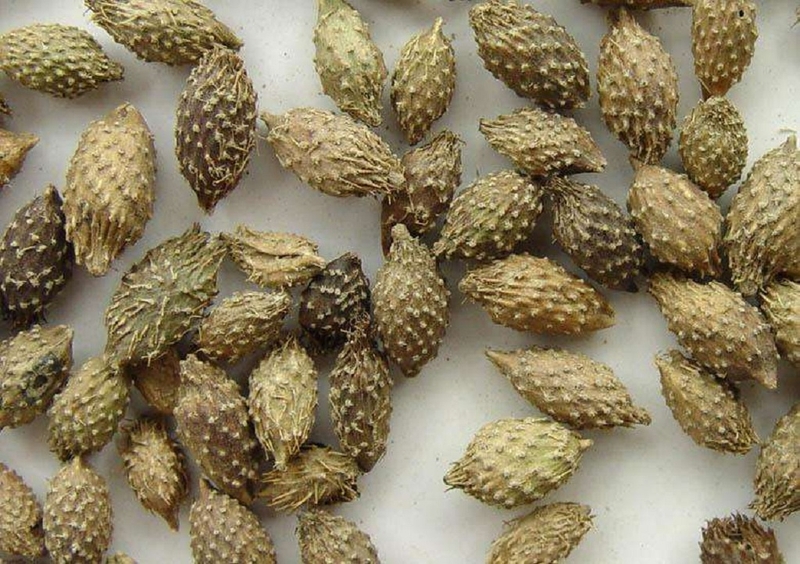 Ké đầu ngựa chữa viêm xoang hiệu quả vô cùng 3