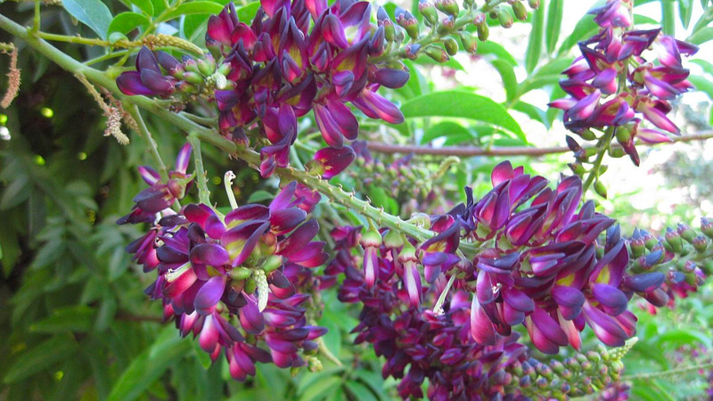 Kê huyết đằng: Vị thuốc chữa đau xương khớp và nhiều công dụng mới 1