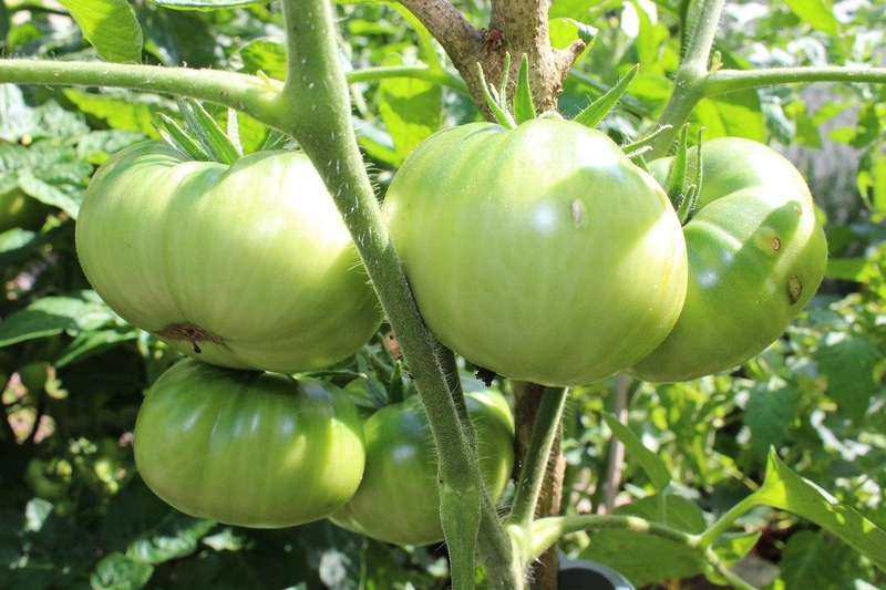 Kem bôi Sodermix được chiết xuất từ cà chua xanh