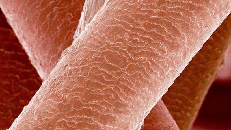 keratin-co-trong-thuc-pham-nao-bat-mi-7-loai-thuc-pham-tang-cuong-keratin-cho-toc-va-da 1