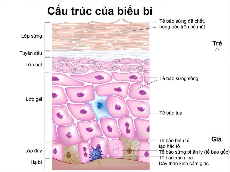 keratinocyte-la-gi-no-co-vai-tro-gi-trong-co-the-3.jpg