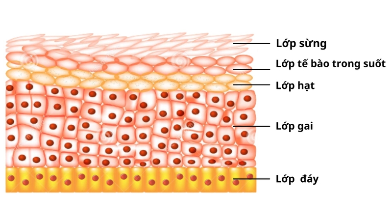 Keratinocyte là gì? Nó có vai trò gì trong cơ thể? 4