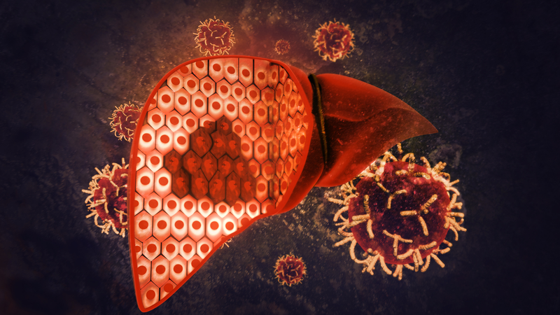 Kết quả đo mức độ xơ hóa gan có ý nghĩa như thế nào? Quy trình thực hiện đo 2