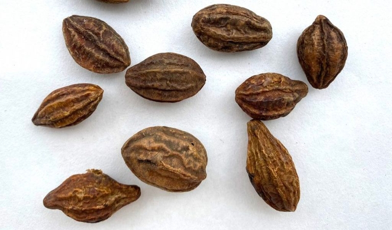 Kha tử ngâm mật ong có thể chữa bệnh gì? 3