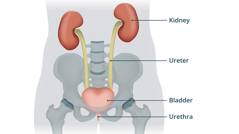 kham-he-tiet-nieu-nhung-dieu-can-biet 1