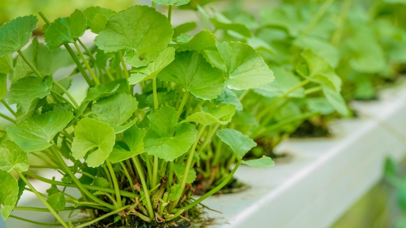 Khám phá 5 công thức làm mặt nạ trị sẹo rỗ từ thiên nhiên 3