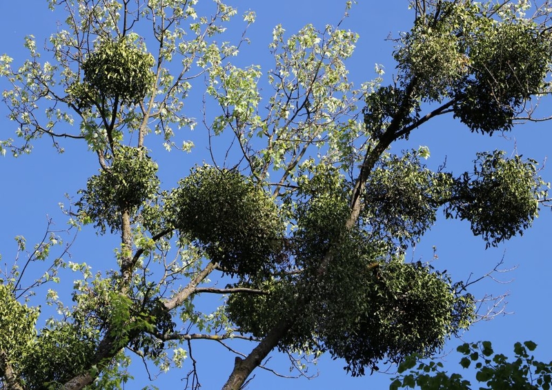 Khám phá 7 tác dụng của tầm gửi cây gạo đối với sức khỏe&nbsp;1