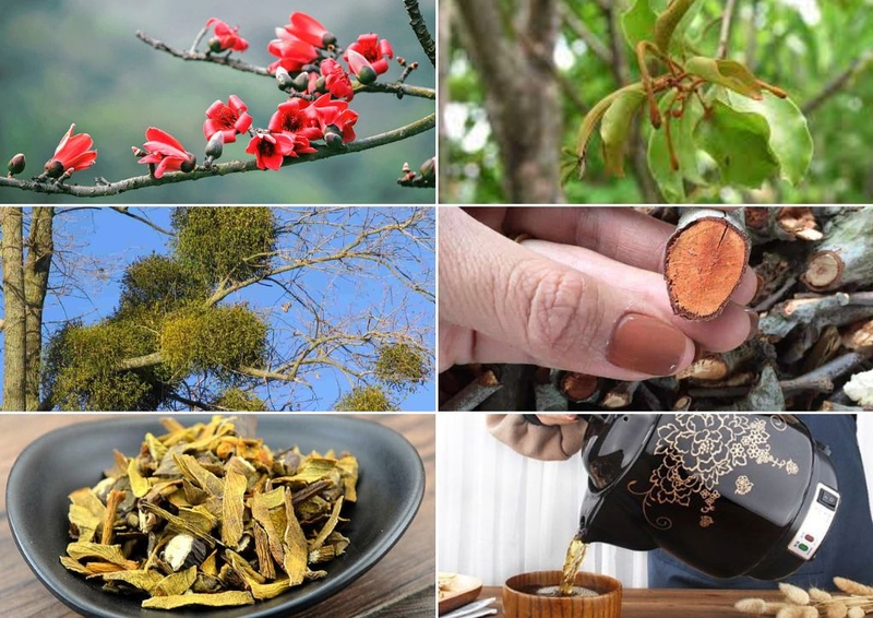 Khám phá 7 tác dụng của tầm gửi cây gạo đối với sức khỏe&nbsp; 2