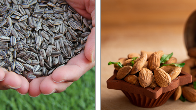 Khám phá 9 loại hạt giàu vitamin E giúp bảo vệ và dưỡng ẩm da 1