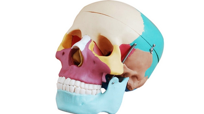 Khám phá bí ẩn giải phẫu xương sọ: Cấu trúc và chức năng quan trọng 2