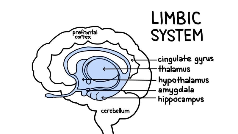 kham-pha-bi-an-nao-bo-phan-nao-cua-bo-nao-kiem-soat-cam-xuc 2
