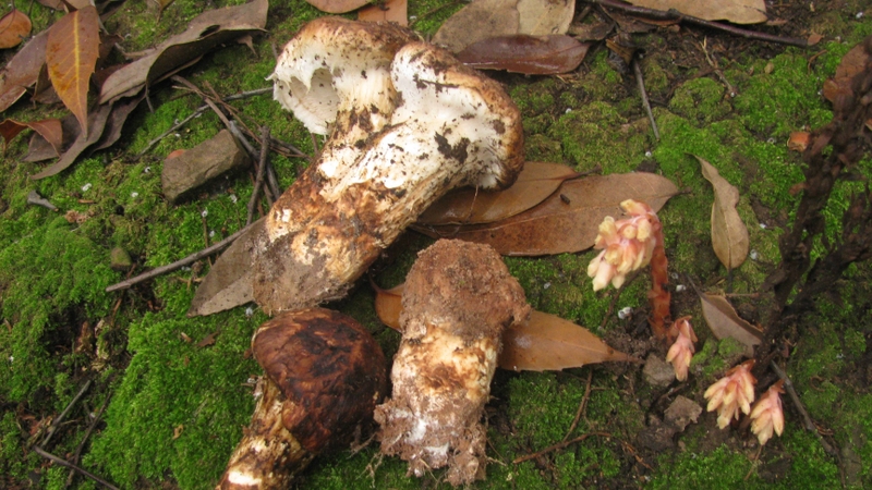 Nấm Matsutake hỗ trợ làm chậm quá trình lão hóa và tăng cường sức khỏe tim mạch