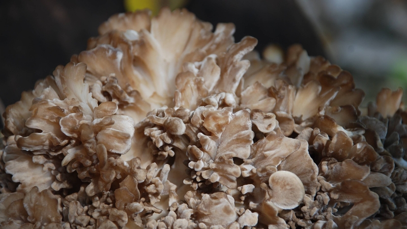 Maitake giúp kích thích hệ miễn dịch, đồng thời hỗ trợ điều hòa huyết áp và đường huyết