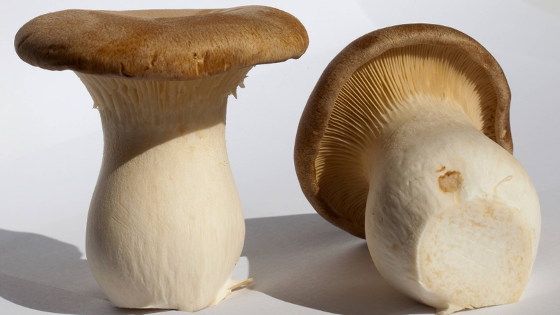 Nấm Eringi hỗ trợ tiêu hóa, cải thiện sức khỏe xương khớp và tăng cường miễn dịch