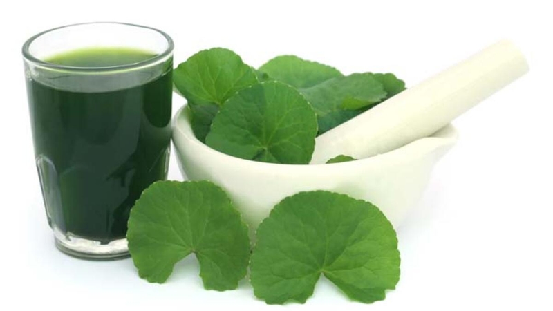 Khám phá các loại thảo dược thiên nhiên giải độc gan hiệu quả nhất  4