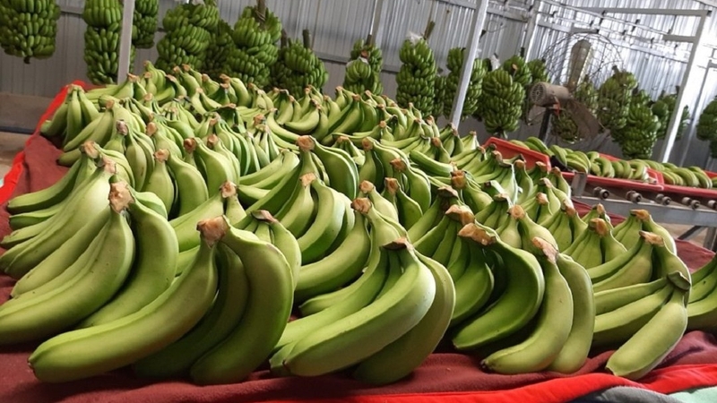 Khám phá cách bảo quản chuối xanh tươi lâu tại nhà đơn giản 4