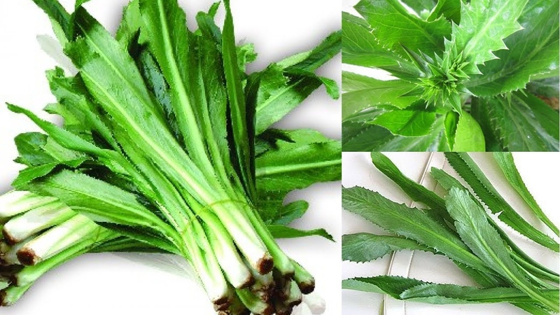 Khám phá cách sử dụng rau mùi tàu chữa sỏi thận hiệu quả 2