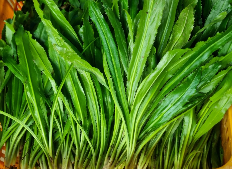 Khám phá cách sử dụng rau mùi tàu chữa sỏi thận hiệu quả 3