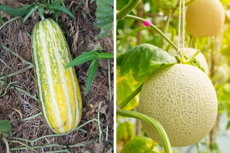 Khám phá giá trị dinh dưỡng của dưa gang và dưa lưới 1