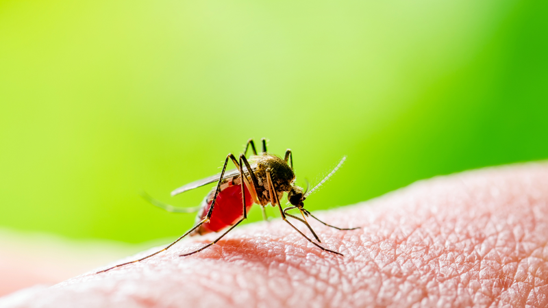 Hai protein trong máu có thể dự đoán mức độ nghiêm trọng của bệnh sốt xuất huyết 3