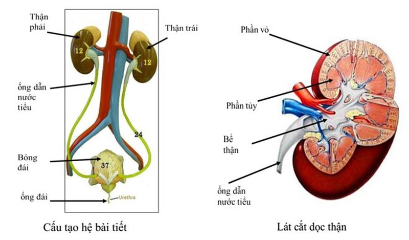Khám phá các hệ cơ quan trong cơ thể người 3