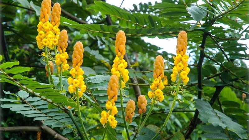 Khám phá về công dụng lá muồng trâu trị hắc lào 1