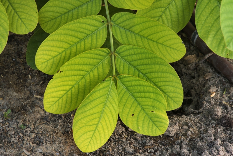 Khám phá về công dụng lá muồng trâu trị hắc lào 2