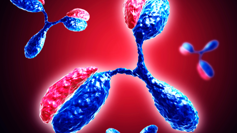 Kháng thể là gì? Tất tật những điều bạn cần biết 1