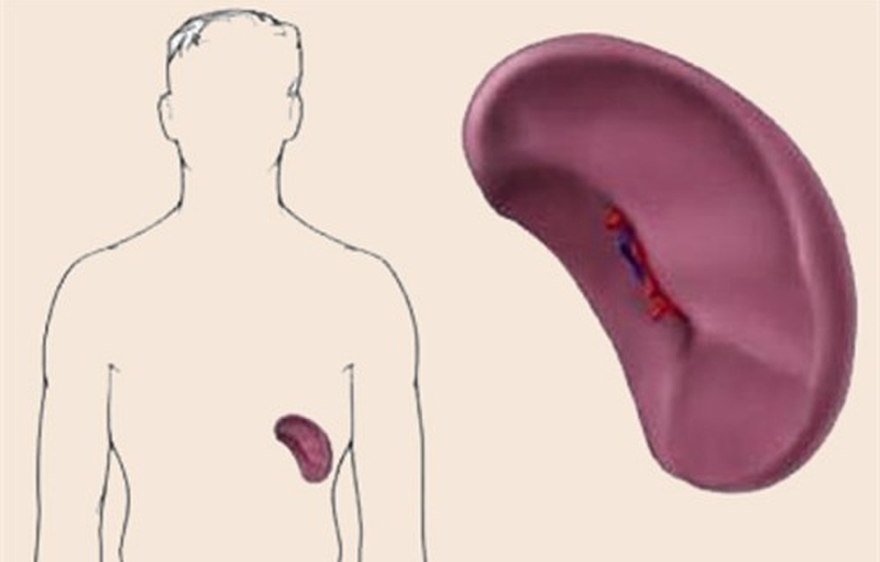 Khi bị lách to kiêng ăn gì? 2