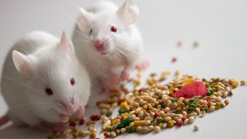 Ngộ độc thuốc diệt chuột là tình trạng cơ thể bị ngấm chất độc của các loại thuốc diệt chuột