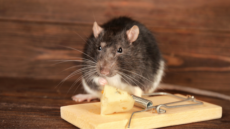 Nên ưu tiên sử dụng bẫy chuột