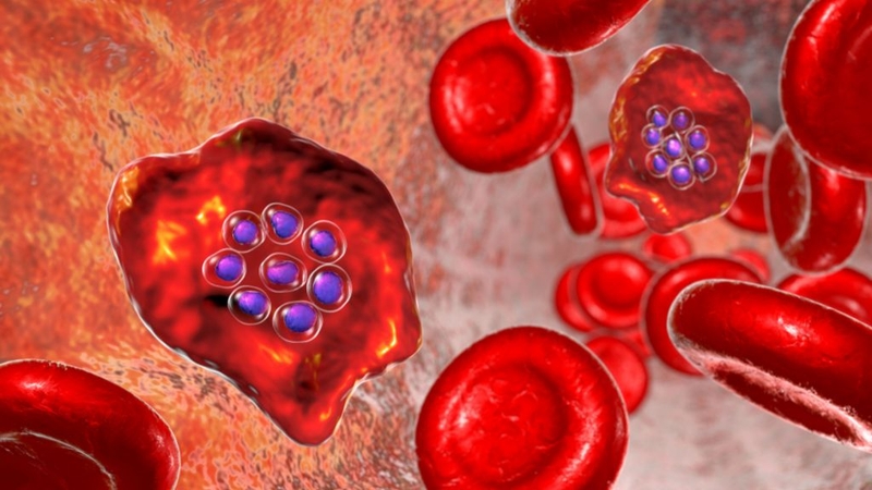 Chỉ số hồng cầu và Hemoglobinquan trọng trong xét nghiệm tổng phân tích tế bào máu ngoại vi